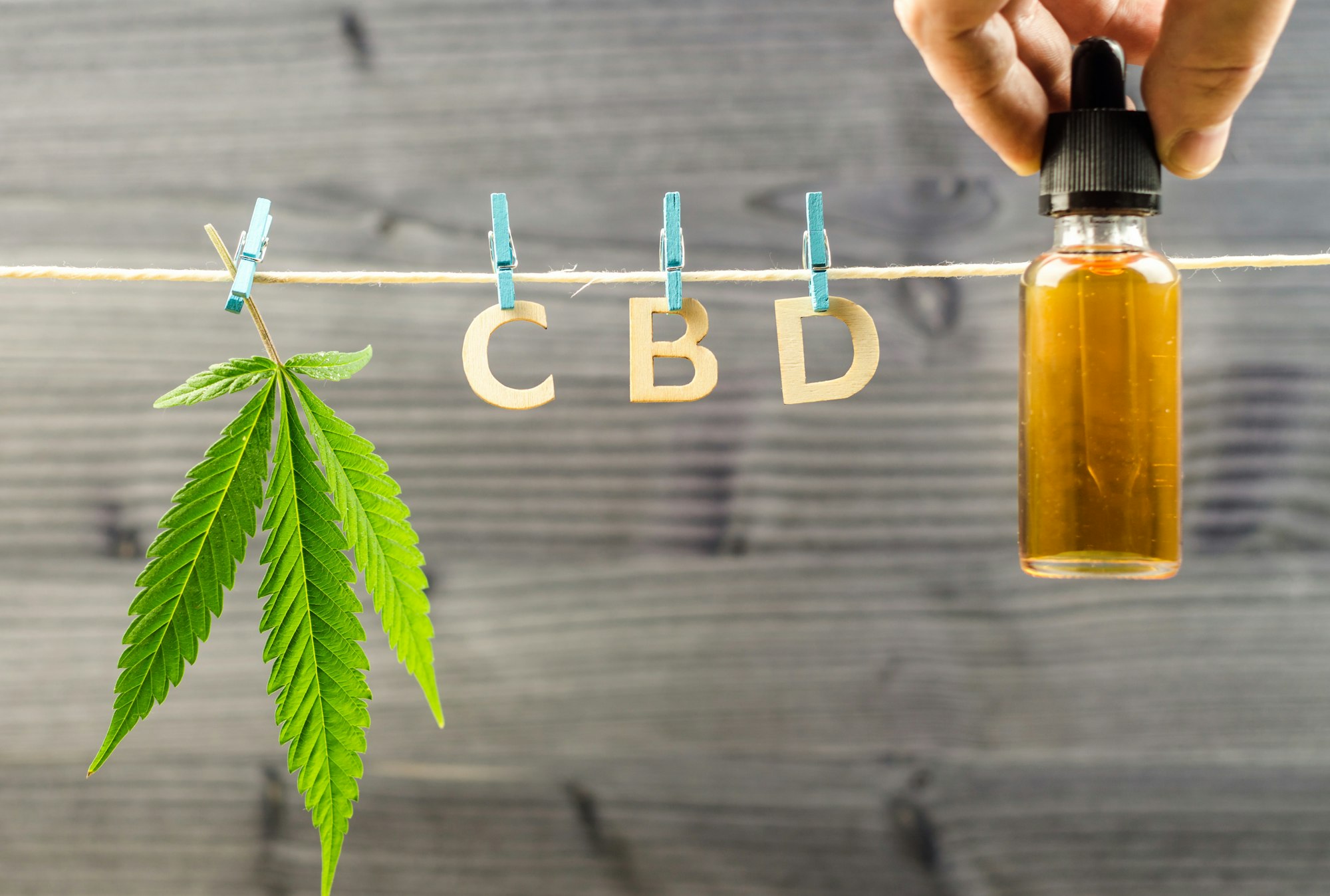 Cannabis Cbd oil and hemp leaf