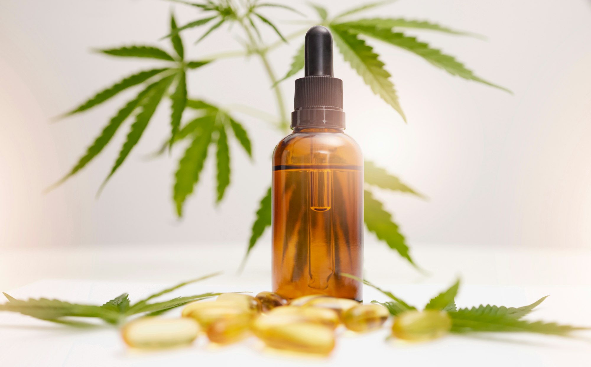 Cannabis, marijuana and product with oil of cbd for alternative medicine, natural skincare or healt