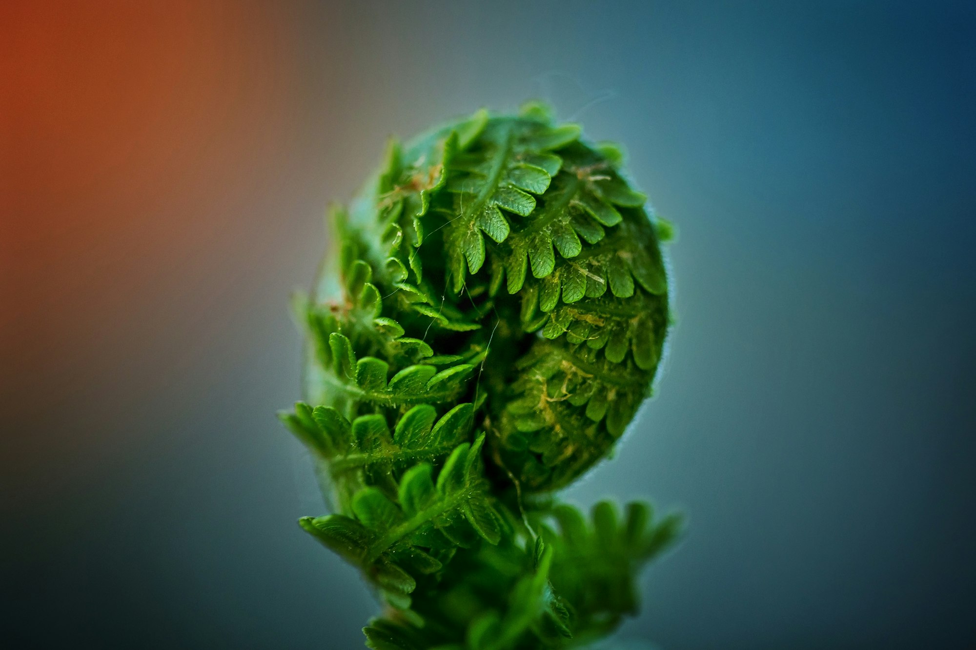 Background. Green sprout fern on a colored background. Spring awakening of nature