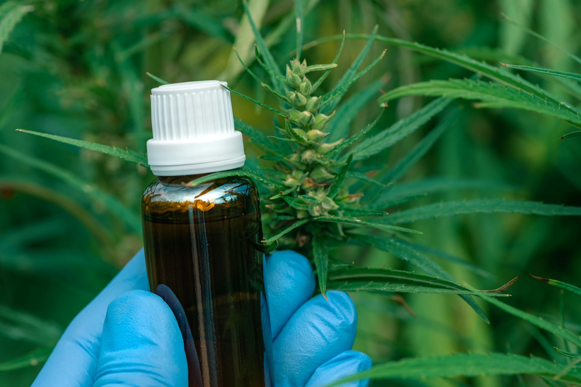 Scientist holding CBD cannabis oil bottle, close up