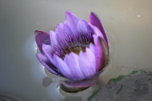 Purple Lotus