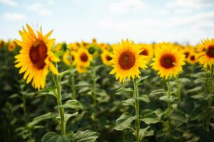 Sunflower field with cloudy blue sky. Closeup of sunflower on farm. Rural landscape.