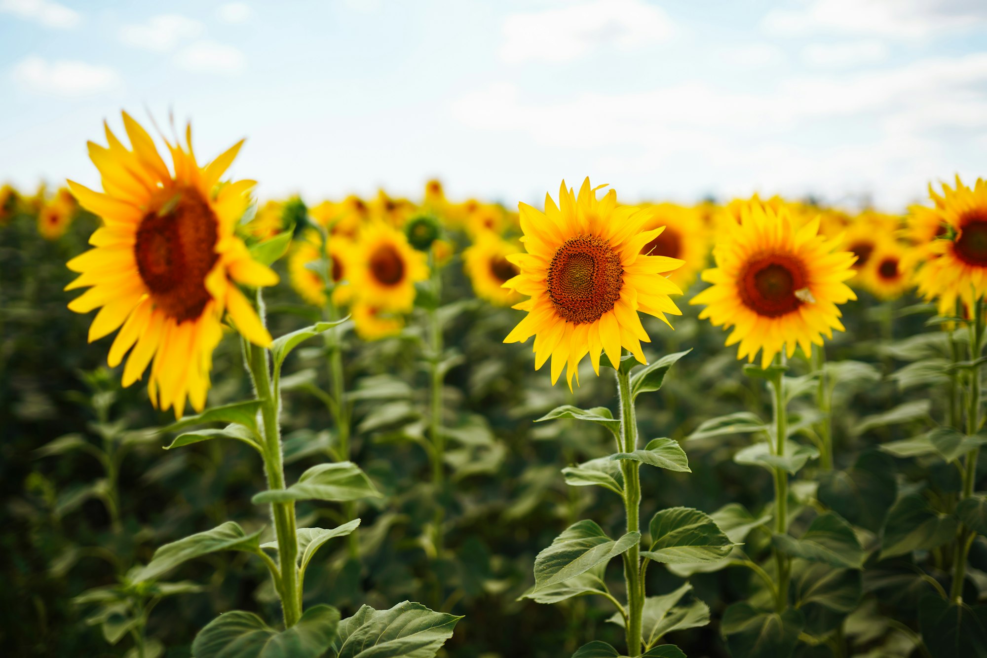 Sunflower field with cloudy blue sky. Closeup of sunflower on farm. Rural landscape.