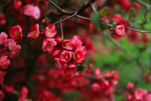 Varieties of the red color