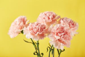 Bouquet of pink carnations. Design concept of holiday greeting with carnation bouquet on yellow