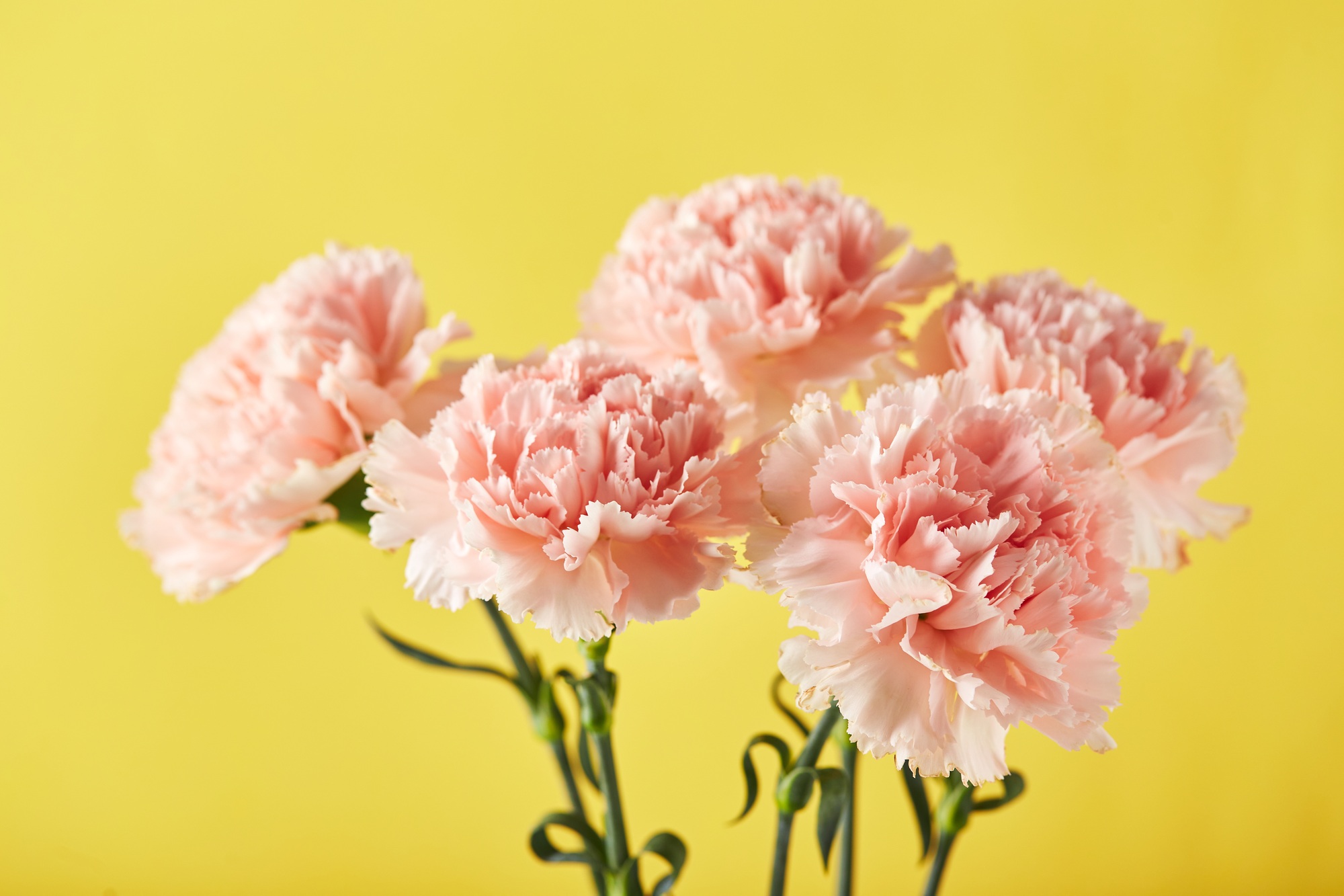 Bouquet of pink carnations. Design concept of holiday greeting with carnation bouquet on yellow