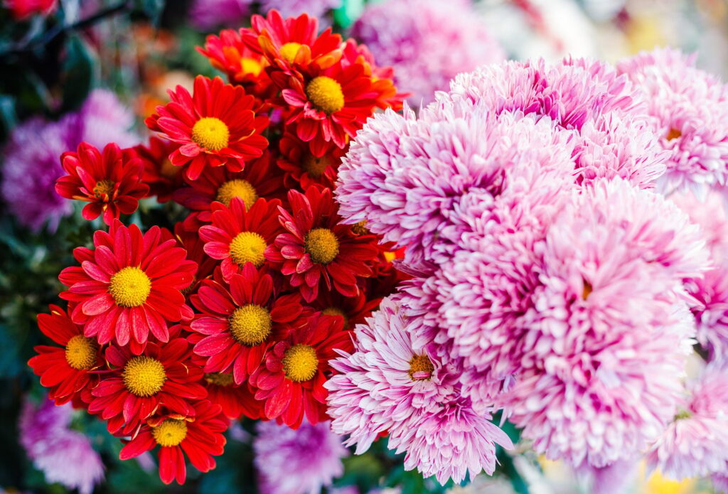 Chrysanthemums flowers