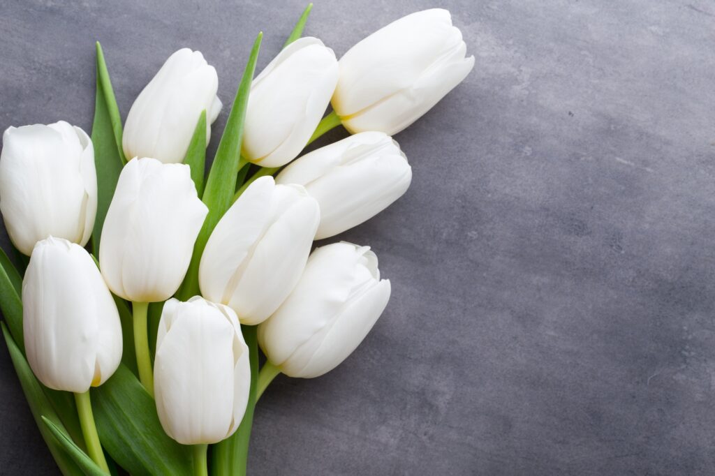 More white tulip on the grey background.