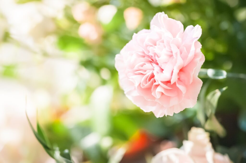 pink carnation