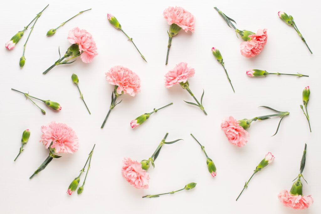 Pink carnation flowers on white background. Flat lay, top view, copy space.