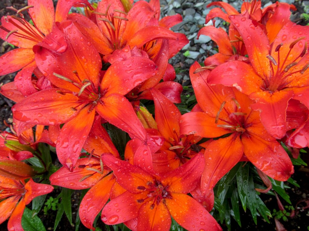 Red fire lillies