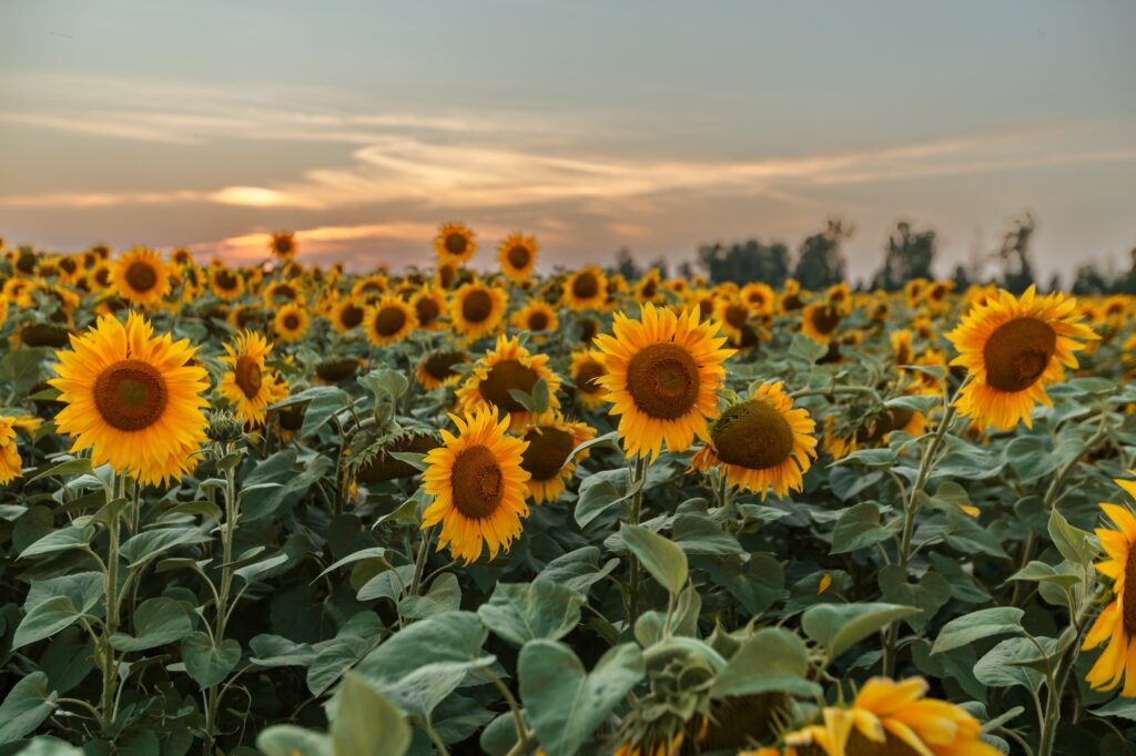 Sunflowers field. Agriculture