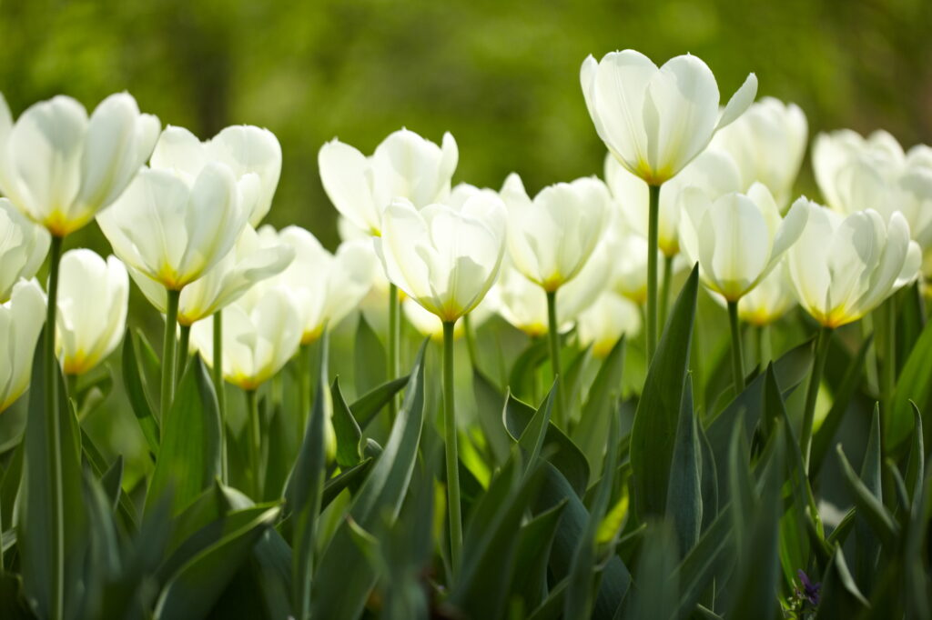 White tulips