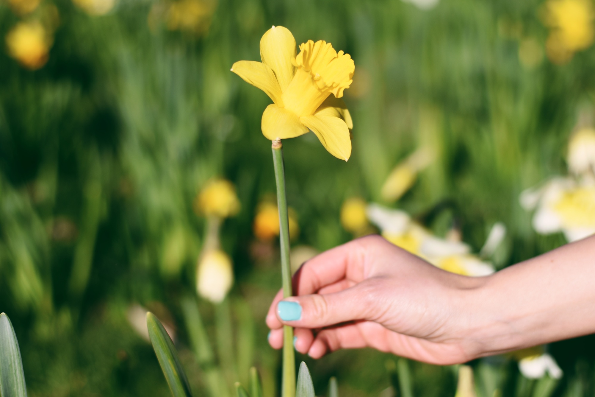 Woman’s hand picking yellow daffodil