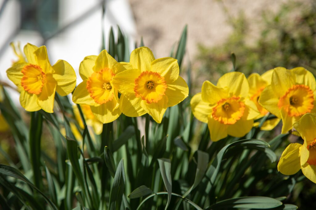 Yellow flowering daffodils in the park