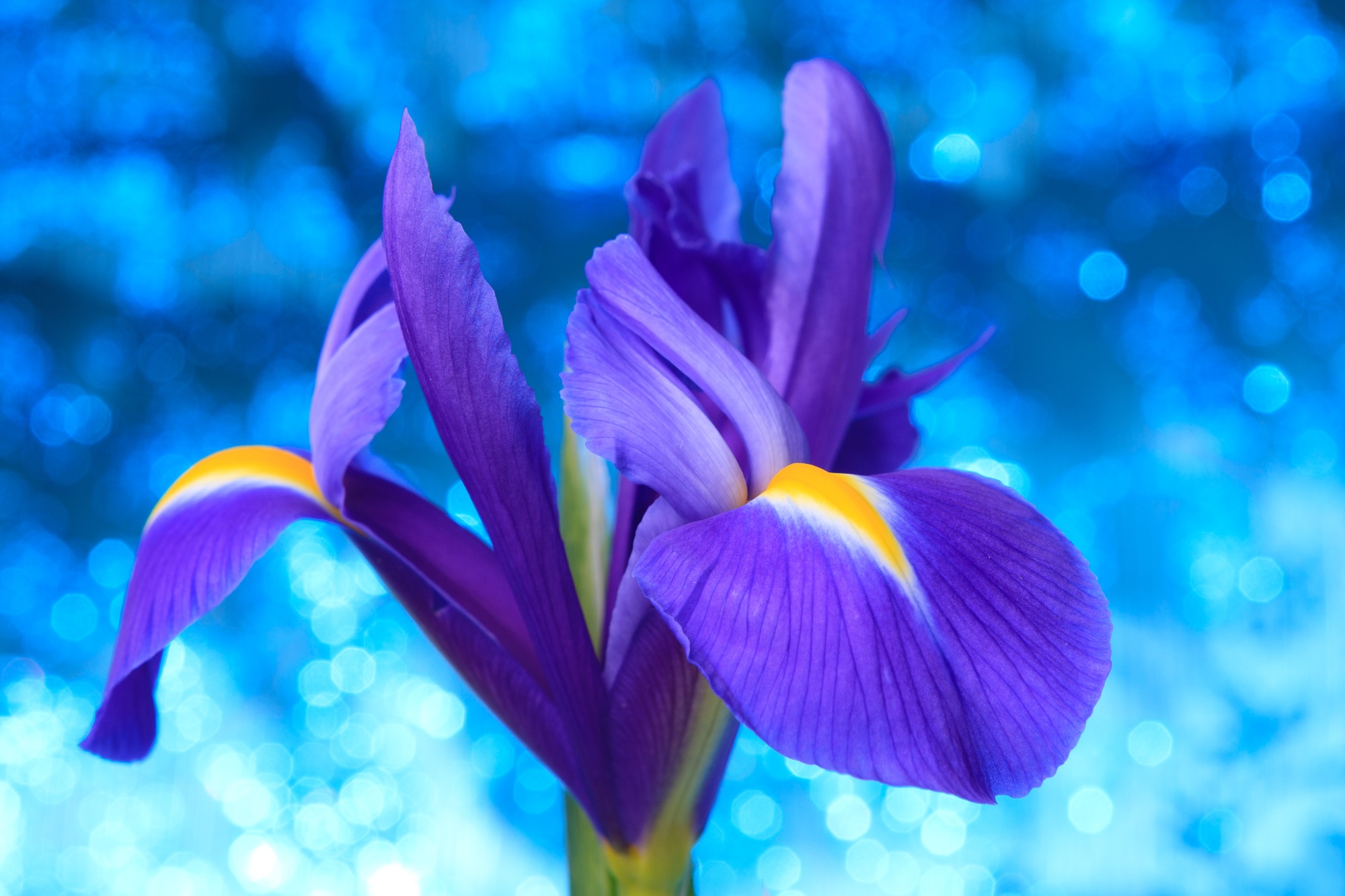 Beautiful blue iris flowers background