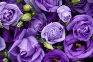 Beautiful purple roses background