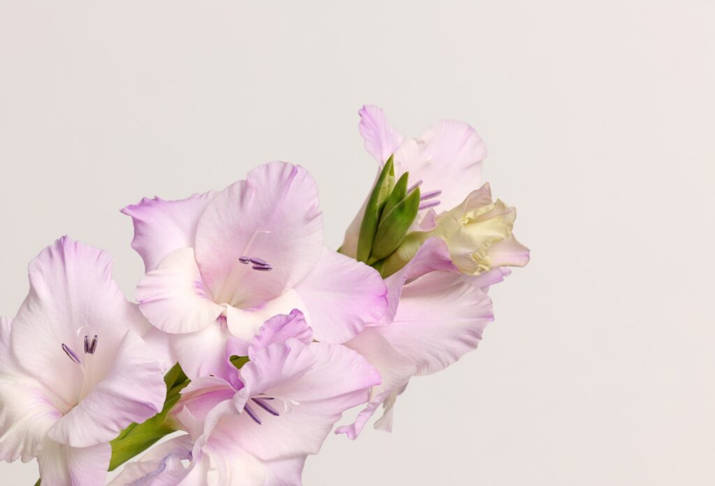 branch of gladiolus flowers