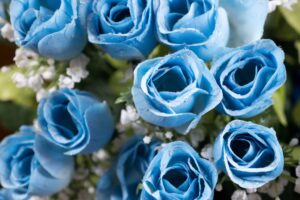 Closeup shot of blooming blue roses