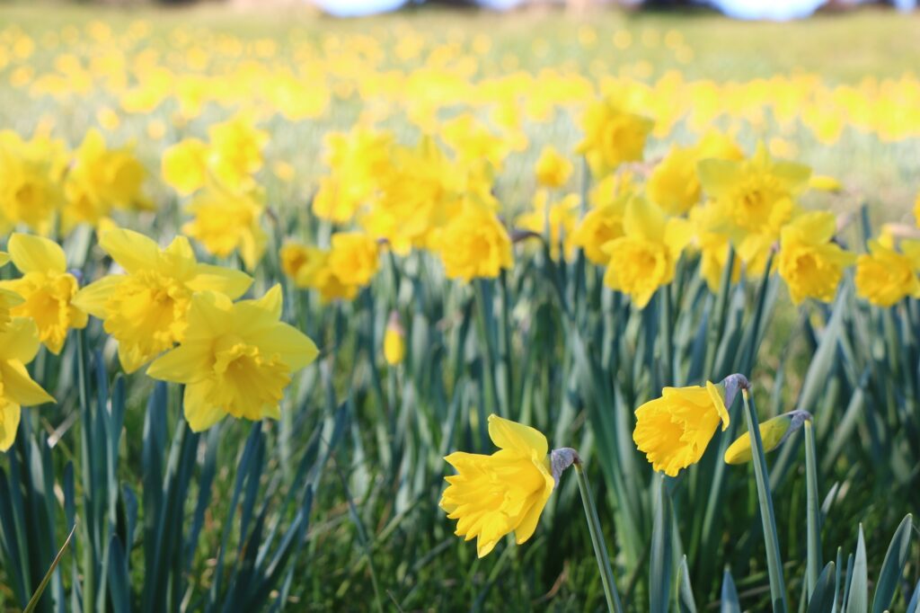 Daffodils