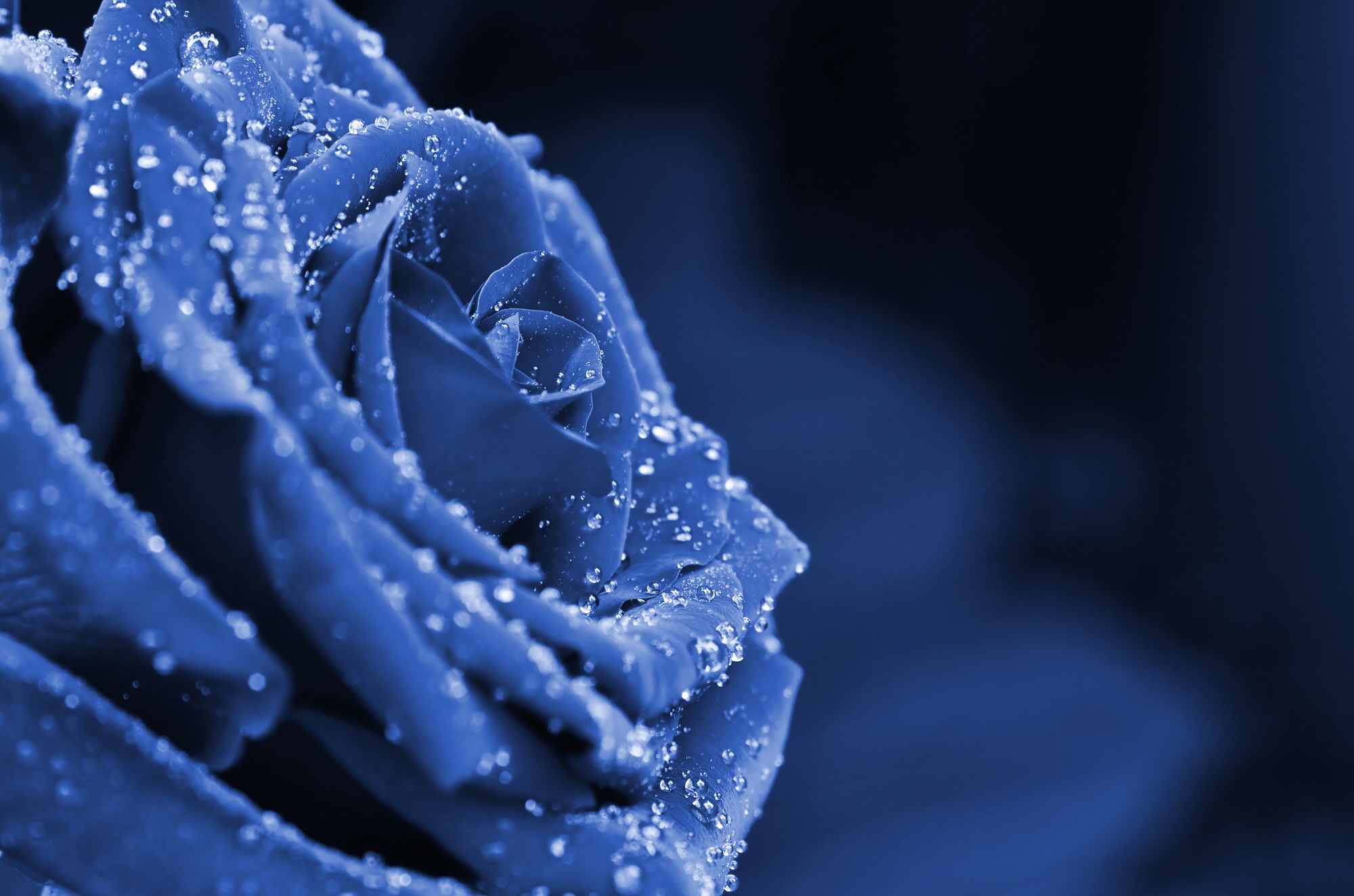 Fresh and wet phantom blue rose with droplets in macro photography