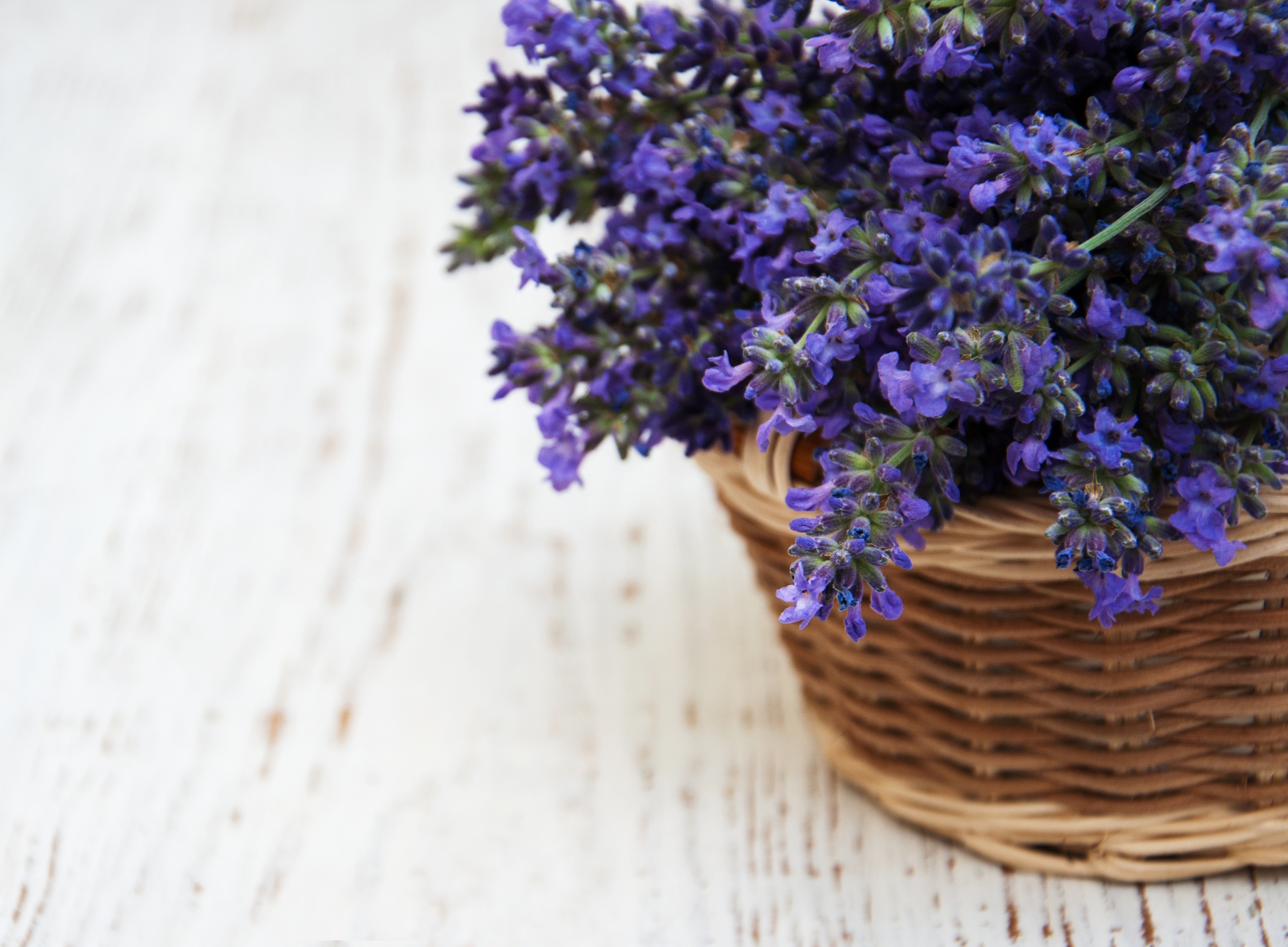 Lavender flowers