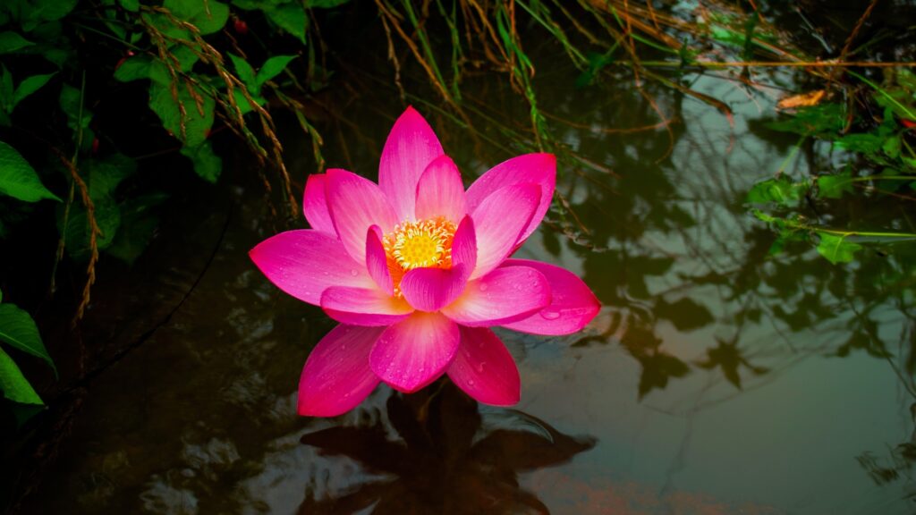 Lotus flower