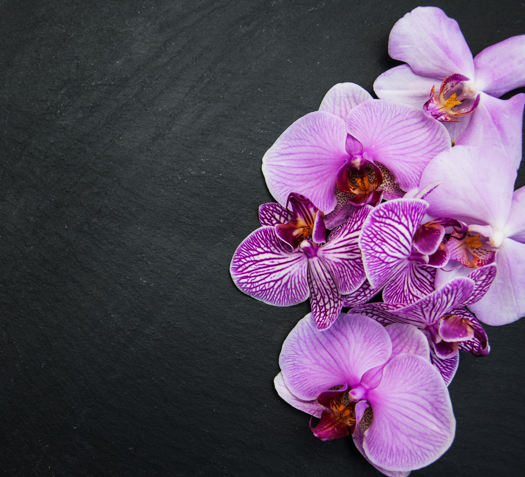 Pink orchids flowers