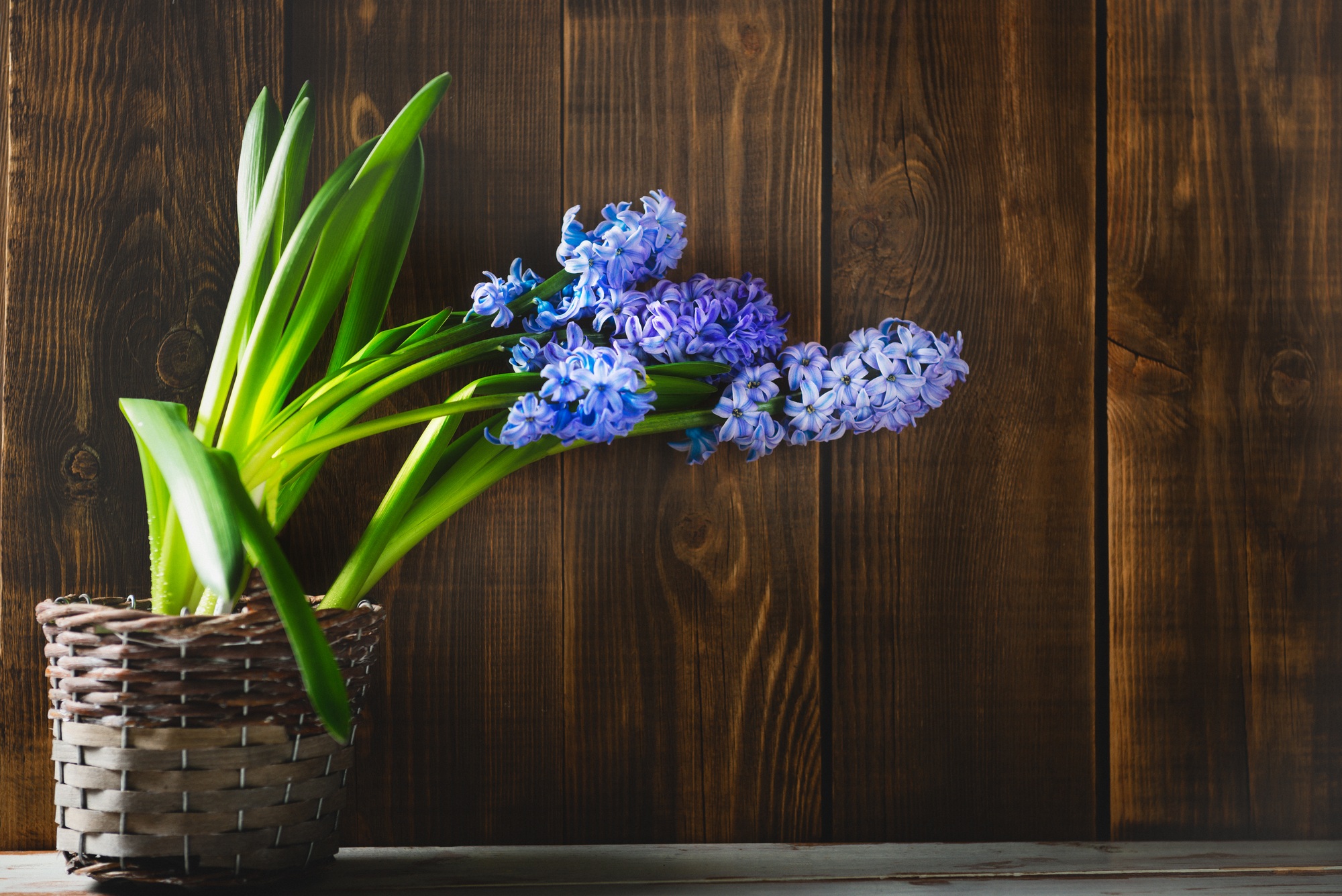 Purple Hyacinth flowers in the pot