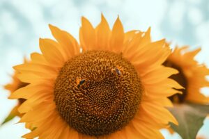 Sunflower Blooming. Close-up of Sunflower. a Sunflower Sways in Wind.