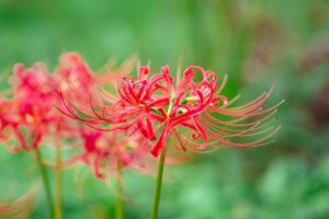 Vibrant Red Spider Lilies in Bloom