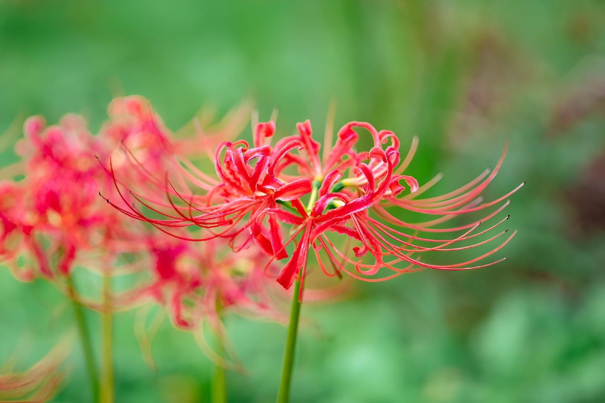 Vibrant Red Spider Lilies in Bloom