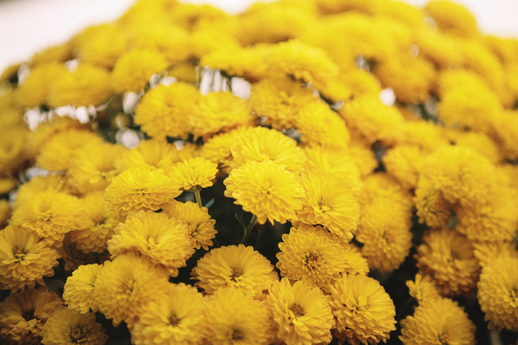 Yellow chrysanthemums