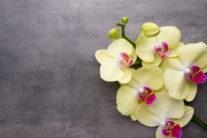 Yellow orchid on the grey background.